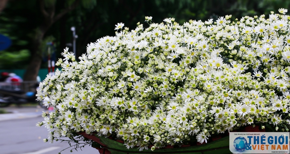 doc dao mua cuc hoa mi ha noi