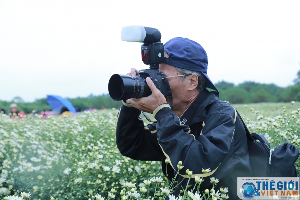 doc dao mua cuc hoa mi ha noi