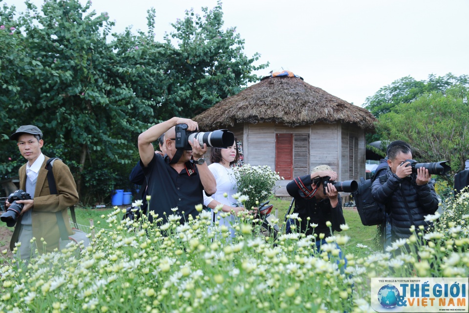 doc dao mua cuc hoa mi ha noi