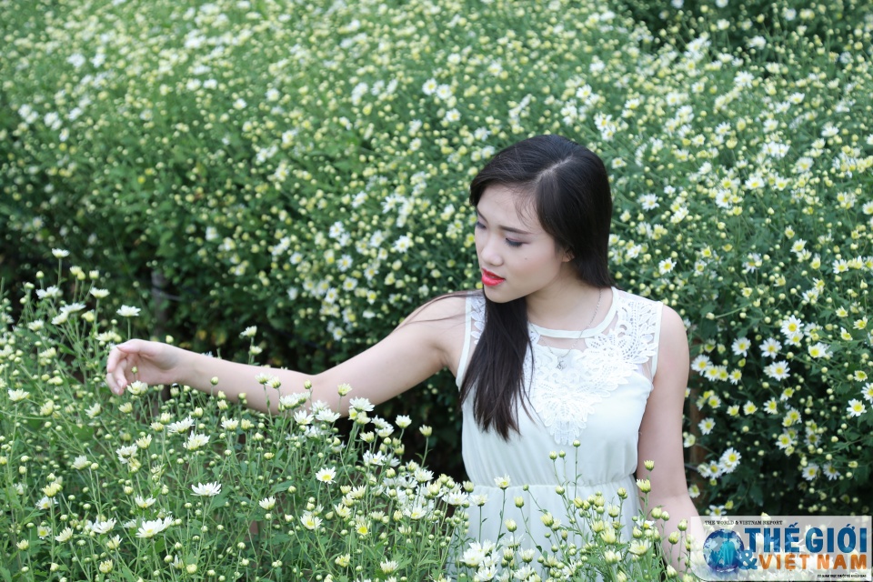 doc dao mua cuc hoa mi ha noi