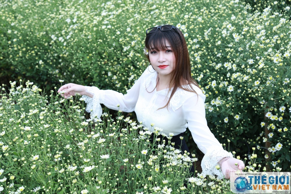 doc dao mua cuc hoa mi ha noi