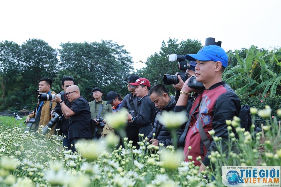 doc dao mua cuc hoa mi ha noi