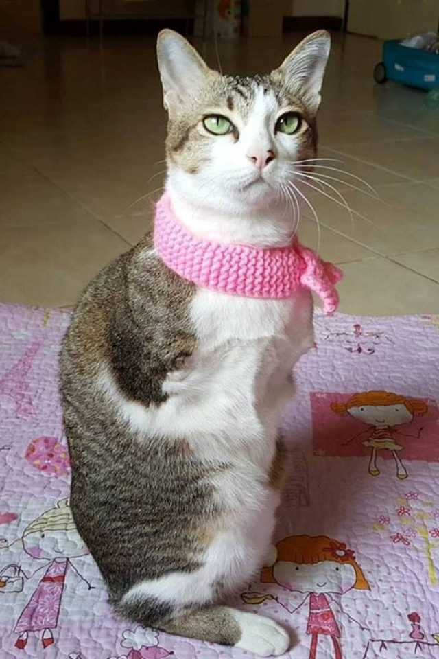 “Mèo chuột túi” và nghị lực sinh tồn