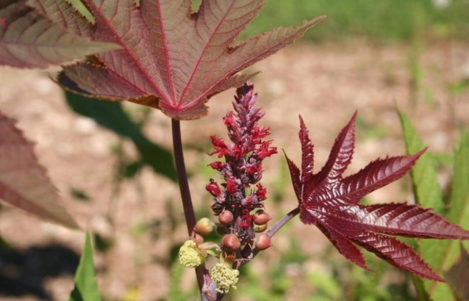 Cụ già 70 tuổi chế tạo và thử chất độc ricin với người cùng viện dưỡng lão