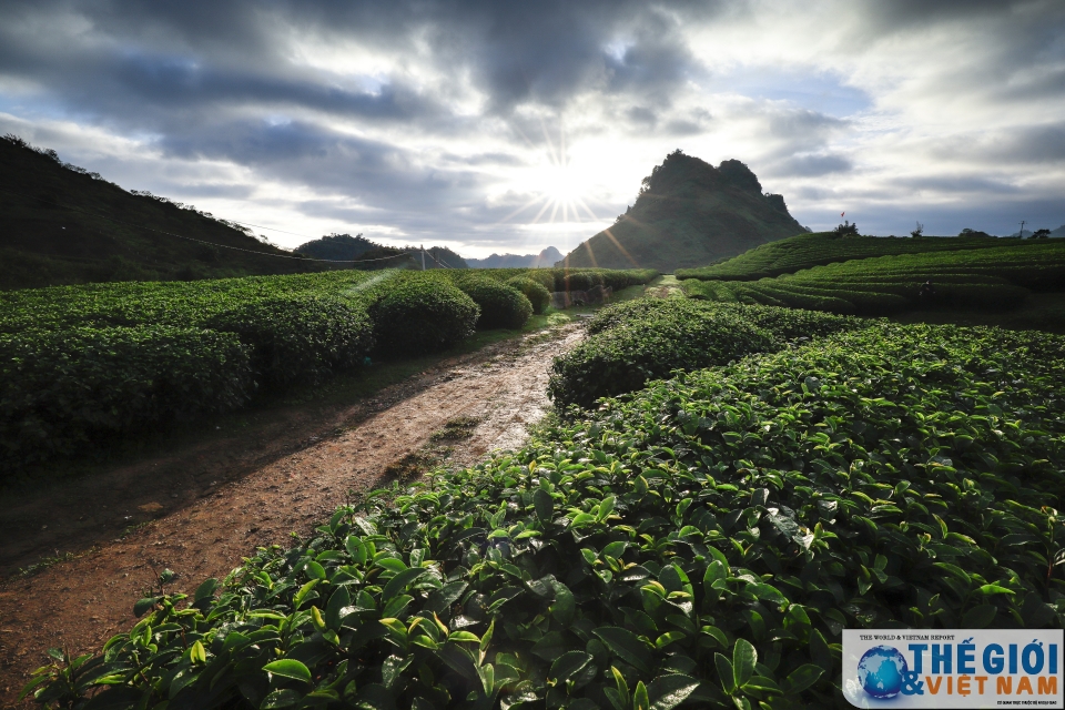 Đồi chè Trái tim Mộc Châu - đã đến là khó quên doi che trai tim moc chau da den la kho quen