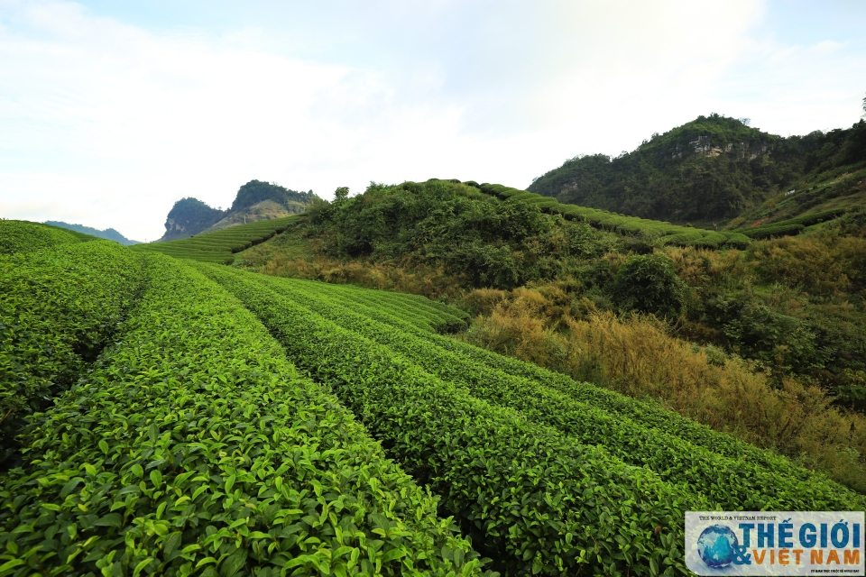 Đồi chè Trái tim Mộc Châu - đã đến là khó quên doi che trai tim moc chau da den la kho quen