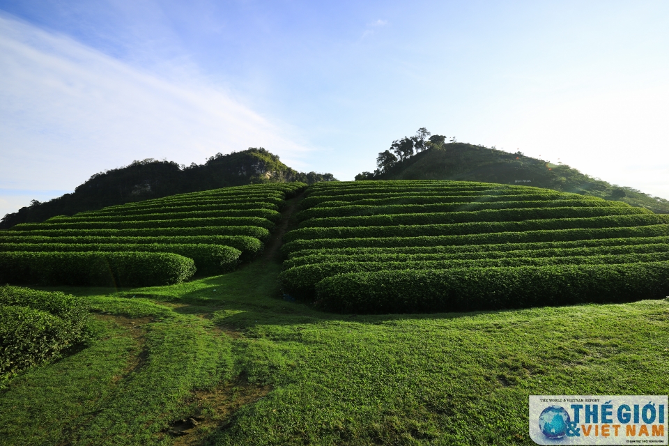 Đồi chè Trái tim Mộc Châu - đã đến là khó quên doi che trai tim moc chau da den la kho quen