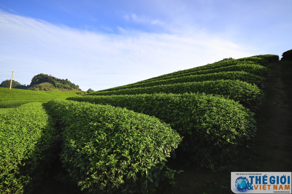 Đồi chè Trái tim Mộc Châu - đã đến là khó quên doi che trai tim moc chau da den la kho quen