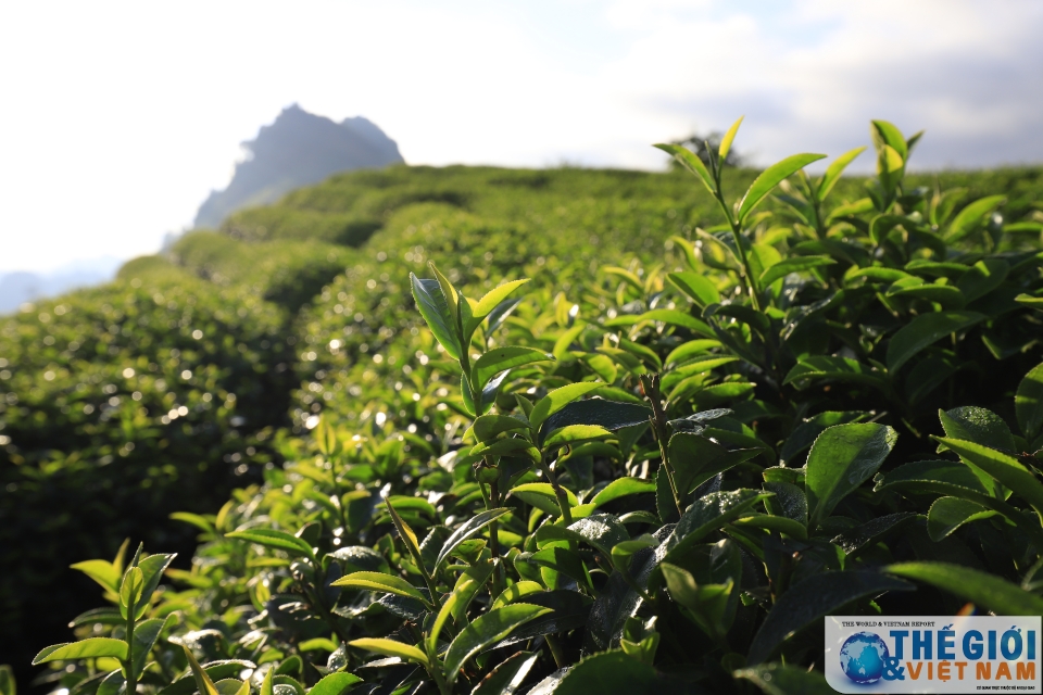 Đồi chè Trái tim Mộc Châu - đã đến là khó quên doi che trai tim moc chau da den la kho quen