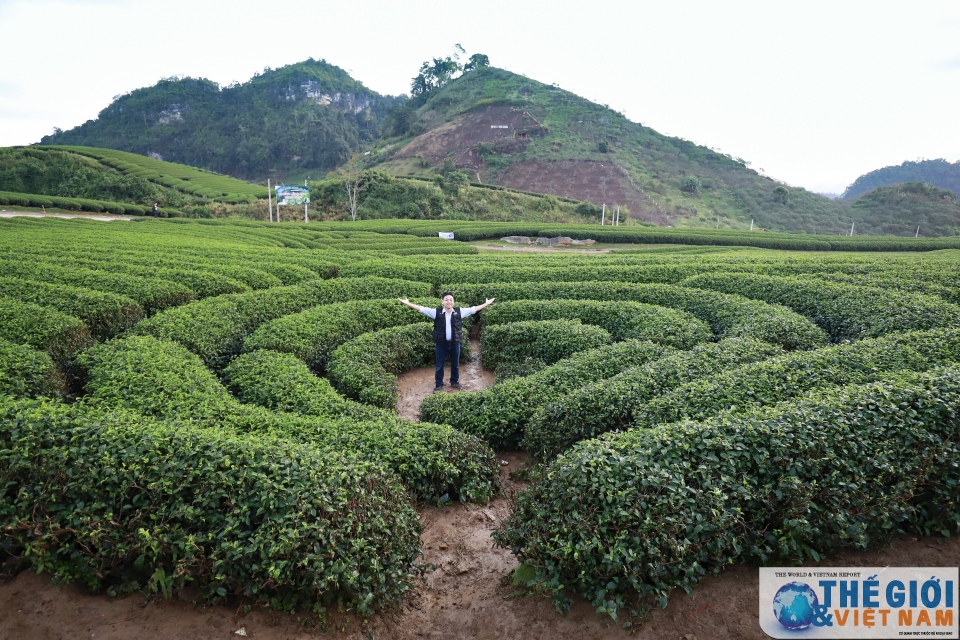 Đồi chè Trái tim Mộc Châu - đã đến là khó quên doi che trai tim moc chau da den la kho quen