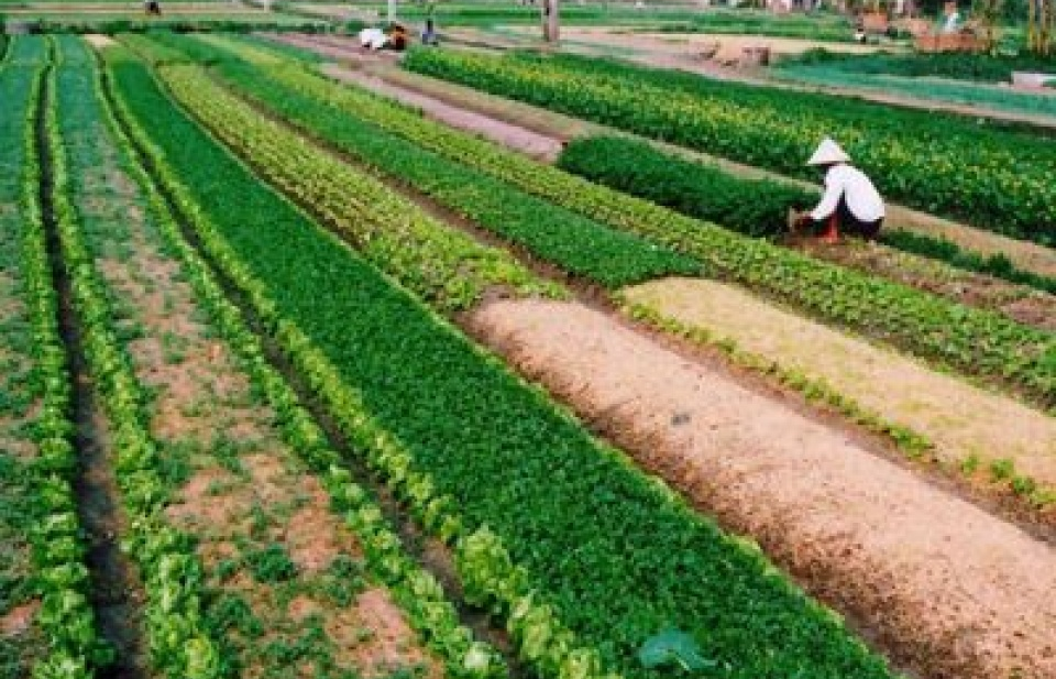 Quy định mới về miễn, giảm thuế đất nông nghiệp