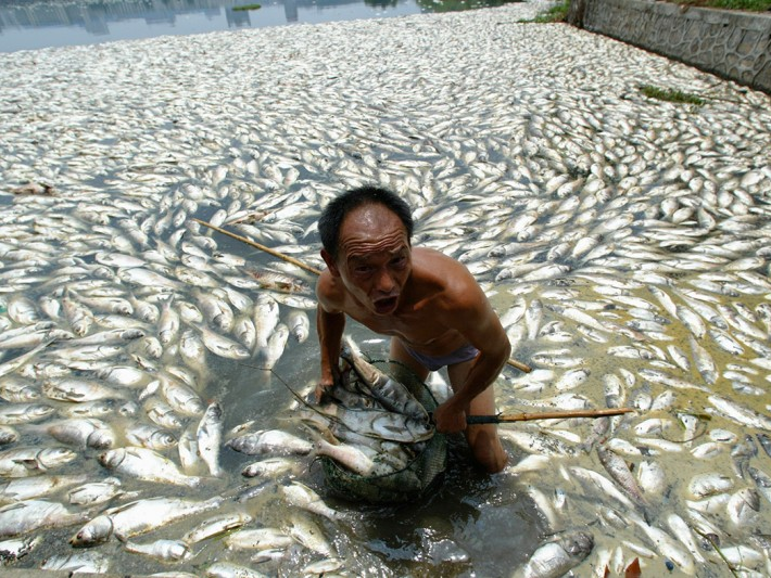 Bất an sau vụ cá chết hàng loạt