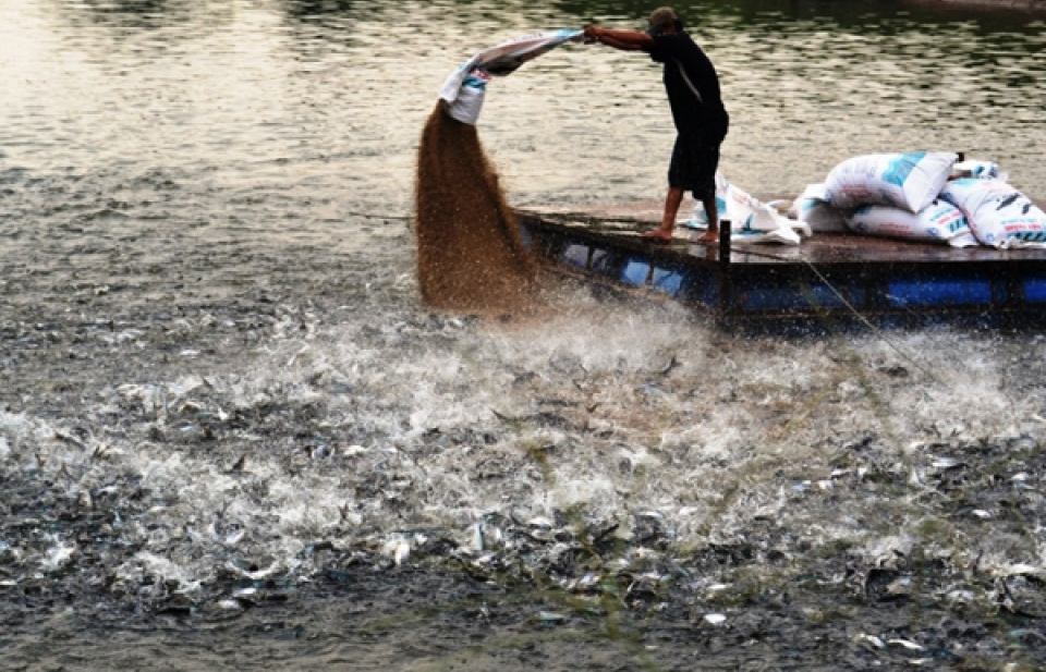 Quy định quản lý nuôi, chế biến và xuất khẩu sản phẩm cá tra