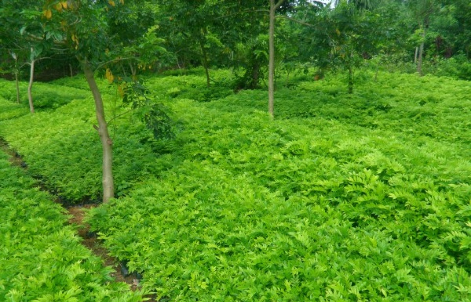 Hỗ trợ cho nuôi trồng, khai thác dược liệu