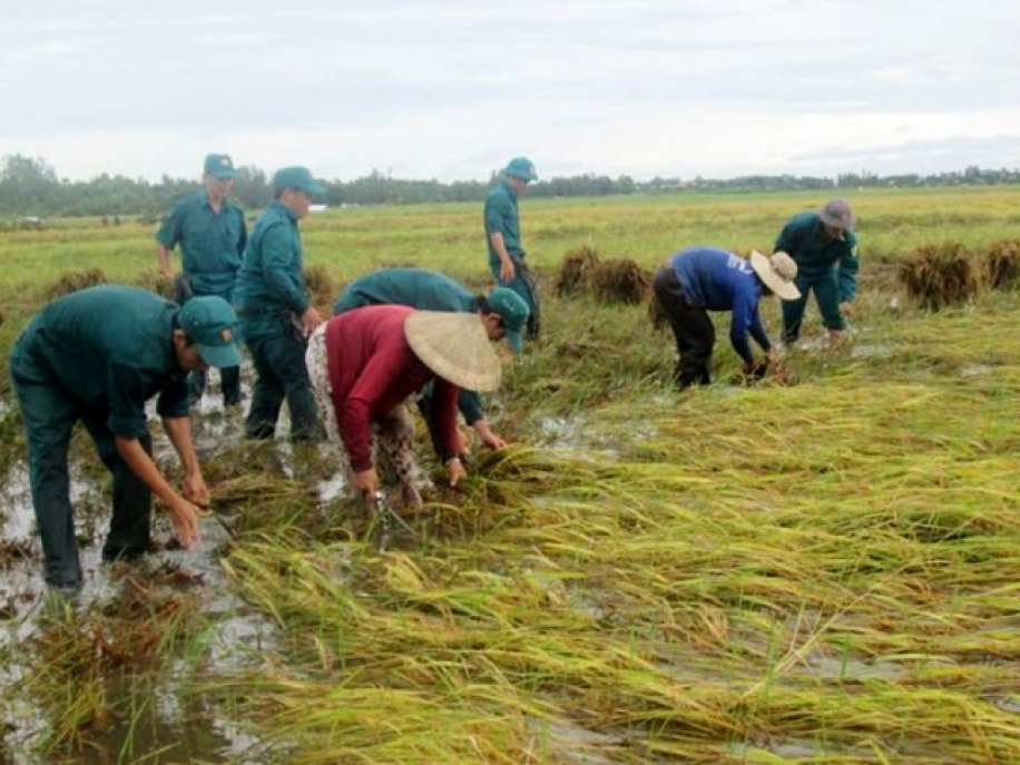 Hỗ trợ giống cây trồng cho các tỉnh bị thiệt hại do bão số 1