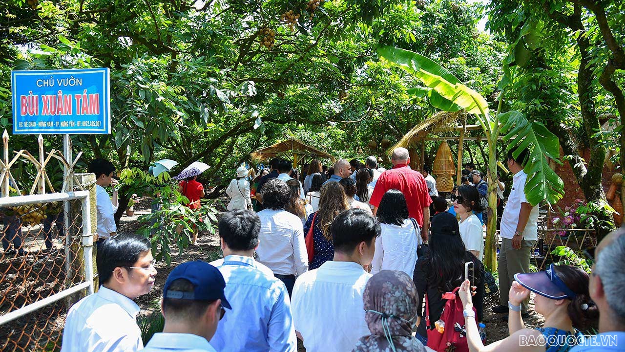 Toàn cảnh Ngoại giao đoàn về thăm, kết nối và giao lưu tại quê hương nhãn lồng Hưng Yên qua ảnh