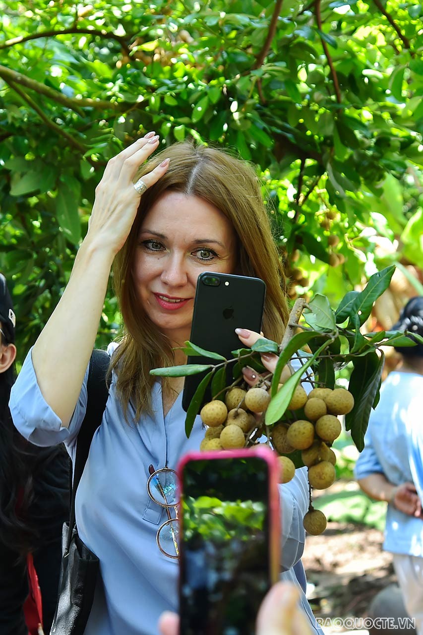 Toàn cảnh Ngoại giao đoàn về thăm, kết nối và giao lưu tại quê hương nhãn lồng Hưng Yên qua ảnh