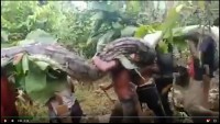 Indonesia: Bắt trăn khổng lồ dài hơn 7m, 9 người khiêng