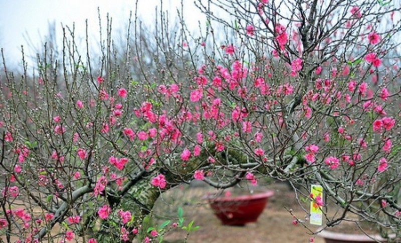 Lời chúc Tết 2022 bạn bè, đồng nghiệp thế nào cho 'chất'? Lời chúc Tết 2022 bạn bè, đồng nghiệp thế nào cho 'chất'?