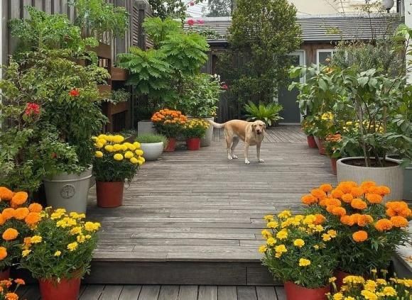 Sao Việt rộn ràng đón Tết