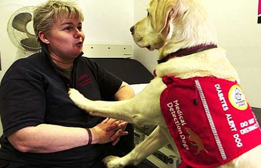Chó có khả năng phát hiện bệnh ung thư vú