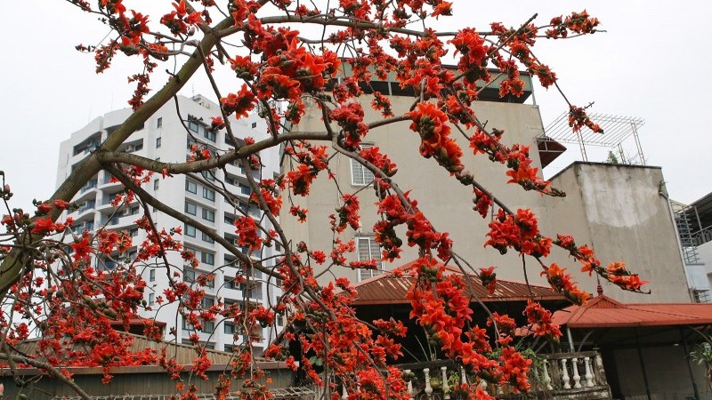 Ngắm Hà Nội đẹp lạ thường mỗi mùa hoa gạo về