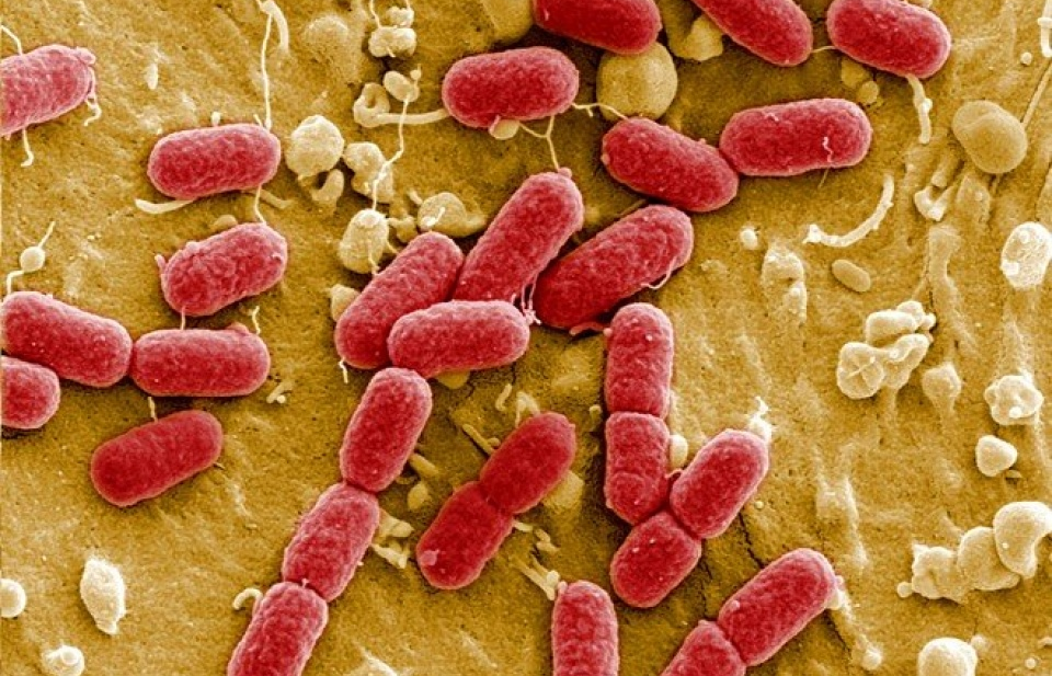 Việt Nam xuất hiện siêu vi khuẩn kháng tất cả kháng sinh