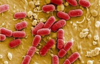 cac benh thong thuong co the tro thanh sat thu trong tuong lai