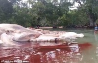 nhat ban gau truc khong lo sinh con lan dau tien ke tu nam 2012