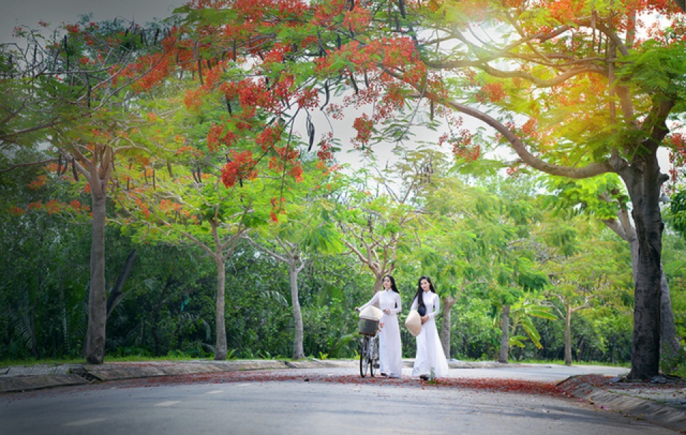 mua hoa phuong vi o thanh pho mang ten bac