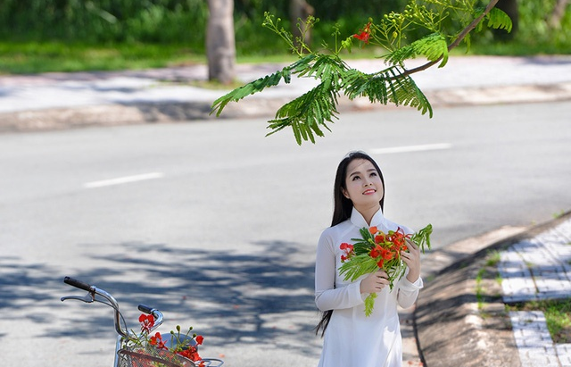 Mùa hoa phượng vĩ ở thành phố mang tên Bác