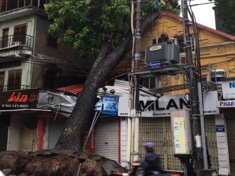 Cây đổ hàng loạt có phải do mưa bão?