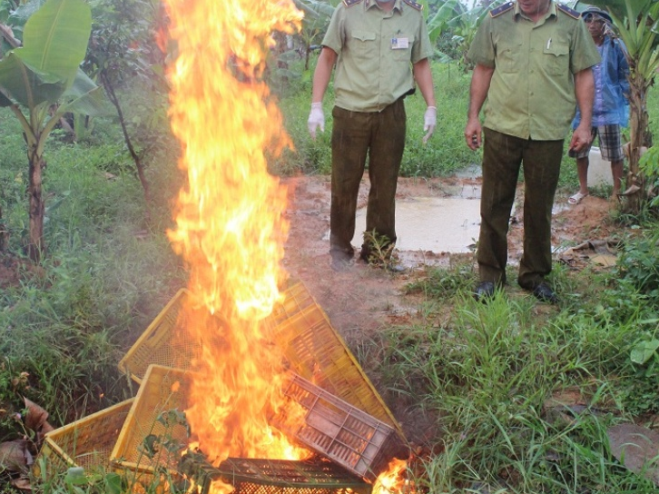 Tiêu hủy 15.000 con gà giống không rõ xuất xứ