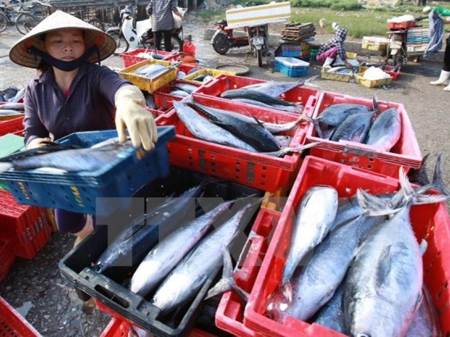 Phát hiện 132 mẫu hải sản ở miền Trung nhiễm Phenol