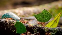 Phát hiện mới: Loài kiến biết 'chăn nuôi' trước cả khi con người phát minh ra nông nghiệp